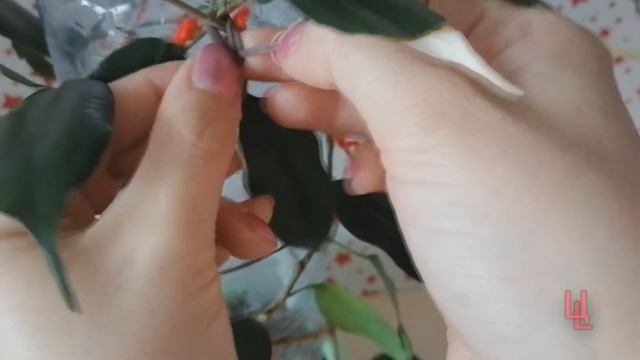 плетение фикуса решеткой | формирование кроны часть 1 смотреть онлайн