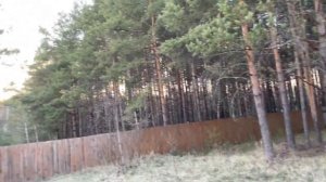 Как мы выбирали дом. Дача в сосновом лесу.