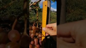 Виноград Легенда Аксая