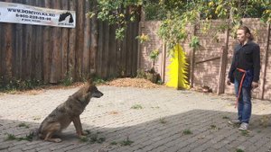 Волк -Послушание. Школа Дома Волка