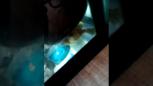 Яна какала смотреть онлайн