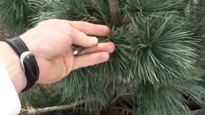Vanderwolf's Pyramid Limber Pine 30 sec Plant of the Day - Pinus flexilis 'Vanderwolf's Pyramid'