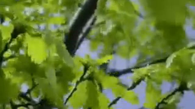 Владимир Высоцкий Здесь лапы у елей автор ролика Светлый смотреть онлайн