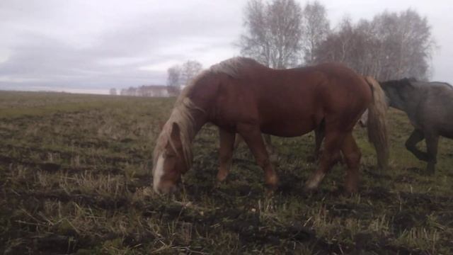 Русский тяжеловоз. Жеребец Суффикс