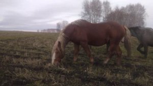 Русский тяжеловоз. Жеребец Суффикс