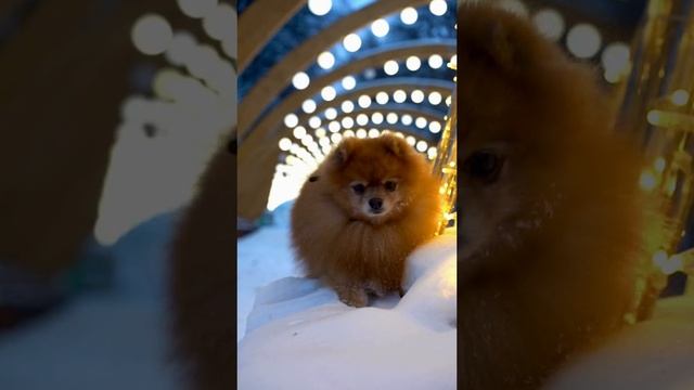 Pombubby смотреть онлайн