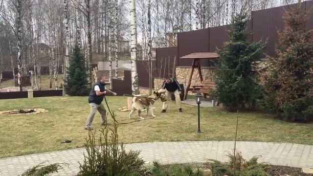 дрессировка собак, защитно караульная служба смотреть онлайн