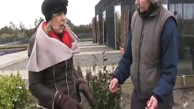 Privet Hedge, Ligustrum ovalifolium смотреть онлайн