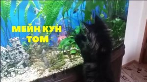 МЕЙН-КУН ТОМ !! КОТ - ШКОДА !! ЭТО НАДО ВИДЕТЬ!!