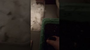 Готовим землю к посадки петунии.