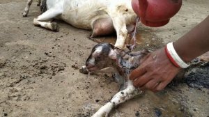 Goat Giving Birth To Baby Goat. Amazing Village Goat Giving "BIRTH"