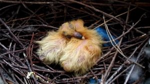 РОЖДЕНИЕ ГОЛУБЕЙ/ПТЕНЦЫ ГОЛУБЯ