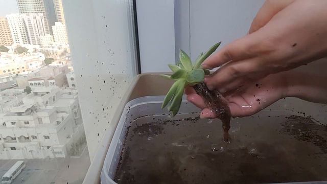 GREEN ECHEVERIA PROPAGATION//PART1//SUCCULENT смотреть онлайн