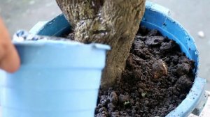 How To Make Bougainvillea Bloom Faster / Tips and Guide for Beginner