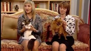 Шпиц. Самое интересное о породе!