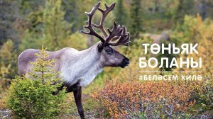 БЕЛӘСЕМ КИЛӘ: төньяк боланы / Северный олень / reindeer