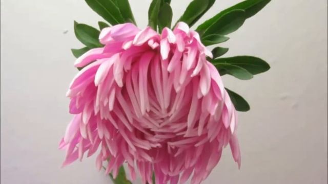 Как распускаются цветы смотреть онлайн