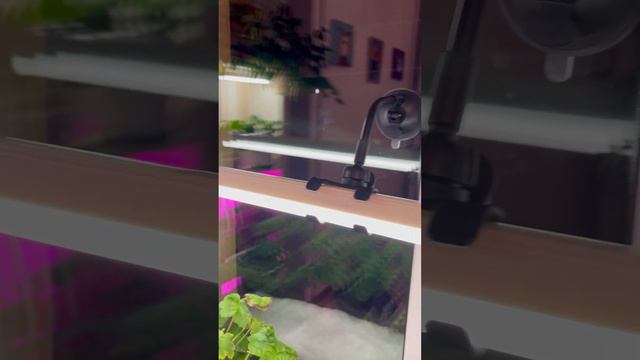 #134. Как закрепить лампу для растений к окну. Мой инстаграм @pelargonium_belarus смотреть онлайн