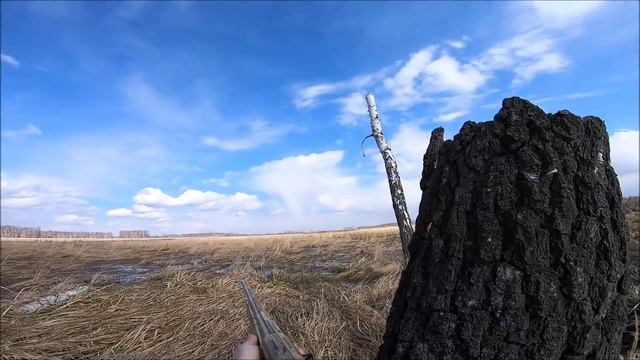 Отличная охота на селезня с манками!!!Добыт редкий трофей!Гибрид кряквы и шилохвости!"Крякошил")