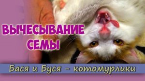 Вычесывание Сёмы или как Вычесать Кота, если он Не хочет.mp4