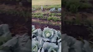 Наша белокочанная капуста сорт "Наоми"