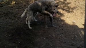 Бой собак