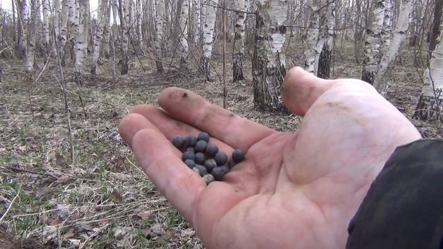 КОП Экспедиция. Часть третья, серебряная. #коп2022 #монеты #поискреликвий смотреть онлайн