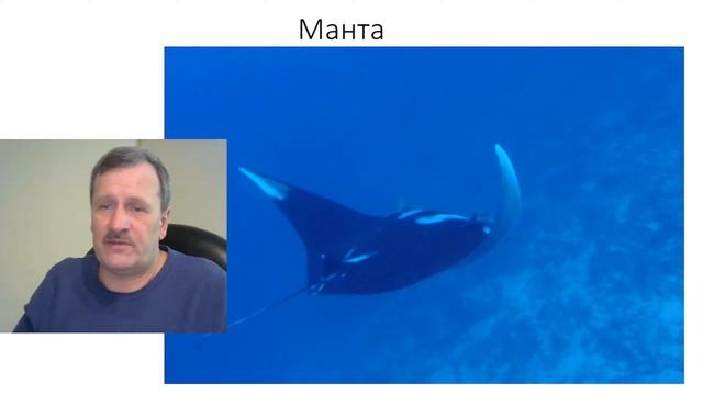 [СТРИМ] Красное море: 30-метровый прозрак и крупные рыбы.