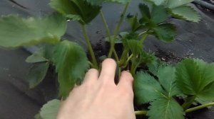 КЛУБНИКА АЛЬБИОН, ПЕРВАЯ ЯГОДА! В АПРЕЛЕ