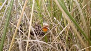 Самка паука Argiope Bruennichi плетет кокон. Снято в Киеве.