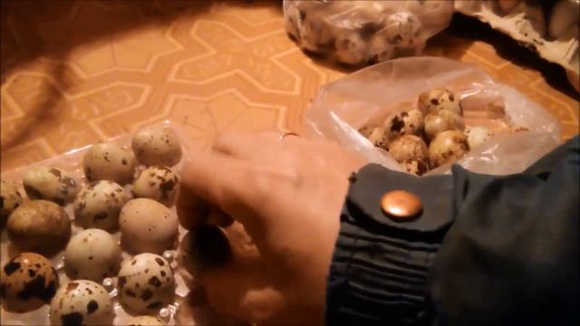 Показываю как проверить перепелиное яйцо.