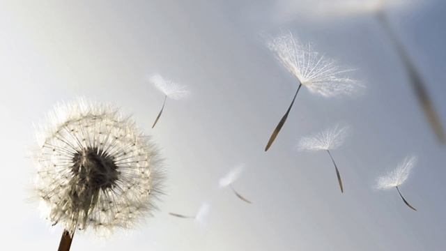 Медитация Прощение смотреть онлайн