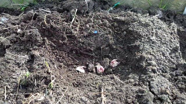 Сажаем картошку глазками. Ленинградская область. смотреть онлайн