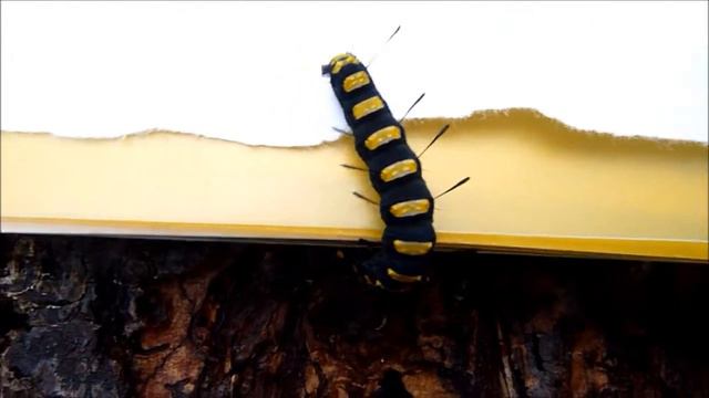 Гусеницы центрального Сихотэ-Алиня смотреть онлайн