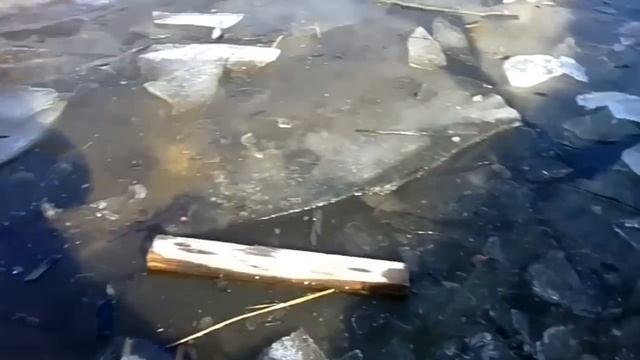 #подпорнаястенка #какукрепитьберег Подпорная стенка с бревен акации. Бетонировка. Greenpinus. смотреть онлайн