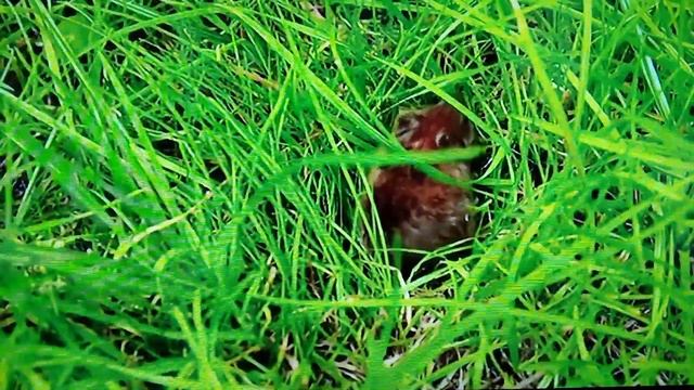 Дикая кошка на охоте. Видео смотреть онлайн