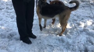 Восточно-европейская овчарка и Боксер Тайсон. Реакция собак