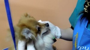 Как и чем чистить уши - советы от ведущего грумера зоосалона "Мой Любимец"