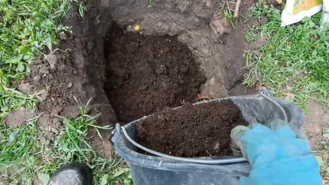 Посадка шарафуги гибрид сливы абрикоса и персика