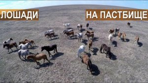 Разведение лошадей на мясо в КФХ Возмищевой В.И.