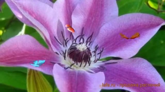 Клематис крупноцветковый Сувенир ду Капитан Тюйо ? обзор: как сажать, саженцы клематиса смотреть онлайн