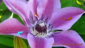 Клематис крупноцветковый Сувенир ду Капитан Тюйо ? обзор: как сажать, саженцы клематиса