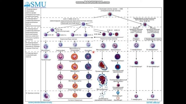 Гемопоэз смотреть онлайн