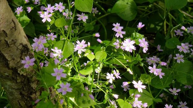 Panasonic Lumix Film (colour) Modes Illustrated using the Lumix TZ20, TZ7, LX5 and FZ100 cameras смотреть онлайн