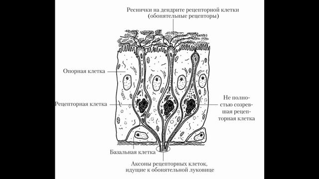 Орган Обоняния - Площадь, Расположение, Клетки