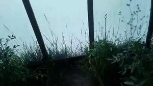 Волга. Гость из леса. Звенигово.