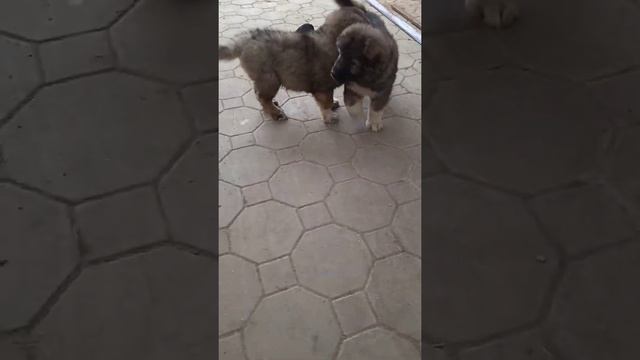 Щенки КО Дон-Ратибор Рапсодия и Радость,9 недель смотреть онлайн