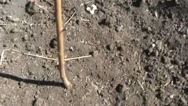 Обрезка персика после посадки. Формировка веретено смотреть онлайн