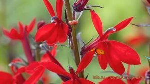 Лобелия прекрасная Вулкан Ред ? лобелия Вулкан Ред обзор: как сажать семена лобелии Вулкан Ред