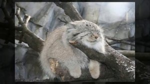 Манулы Новосибирского зоопарка  одни из самых эмоциональных созданий